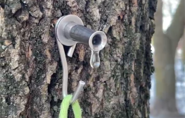 maplesap